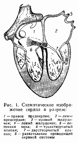 Схематическое изображение сердца в разрезе